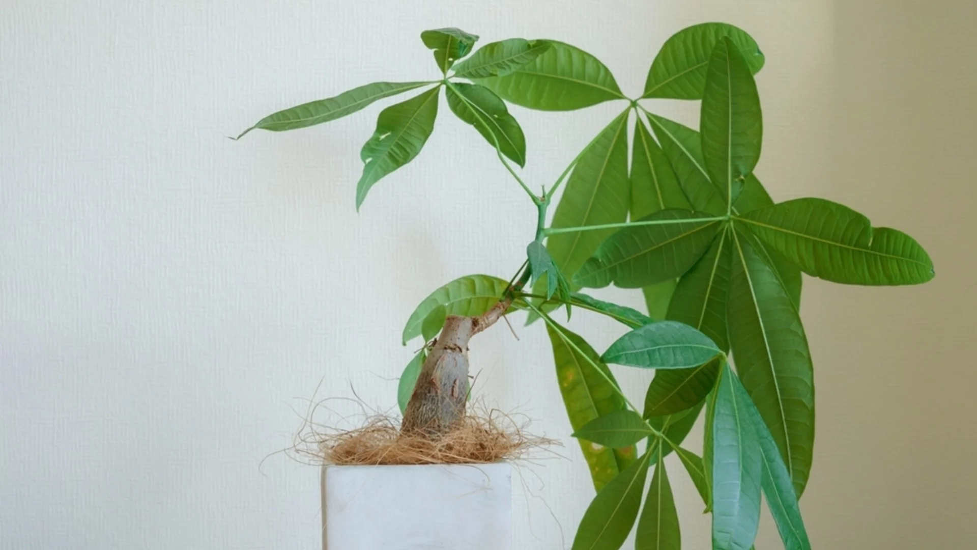 Как лесно да размножите парично дърво