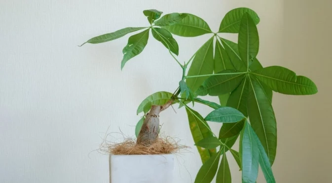 Как лесно да размножите парично дърво