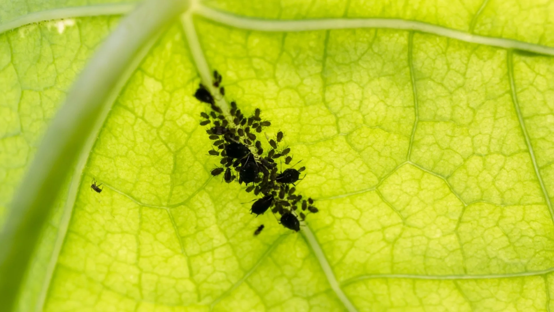 Как да се отървете от вредителите в градината с диатомитна пръст