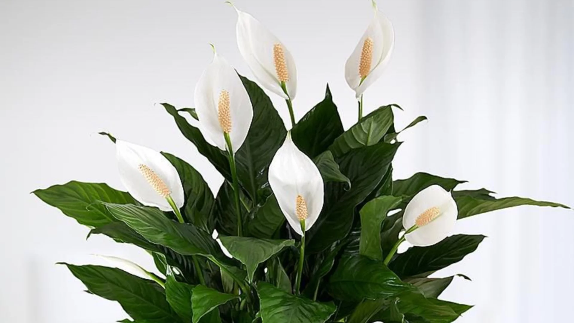 Как да пресадите мирна лилия в 5 лесни стъпки