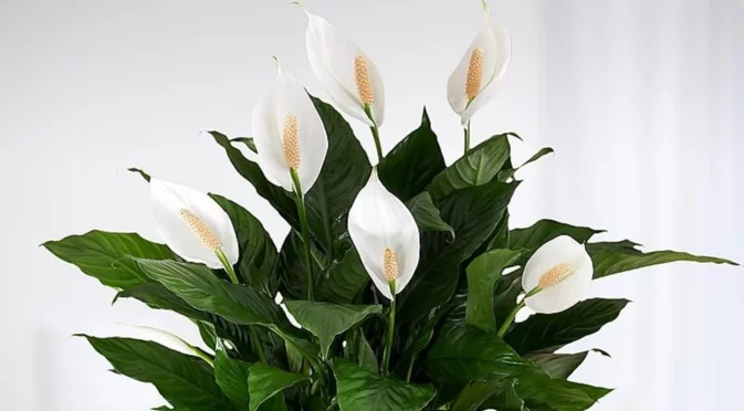 Как да пресадите мирна лилия в 5 лесни стъпки