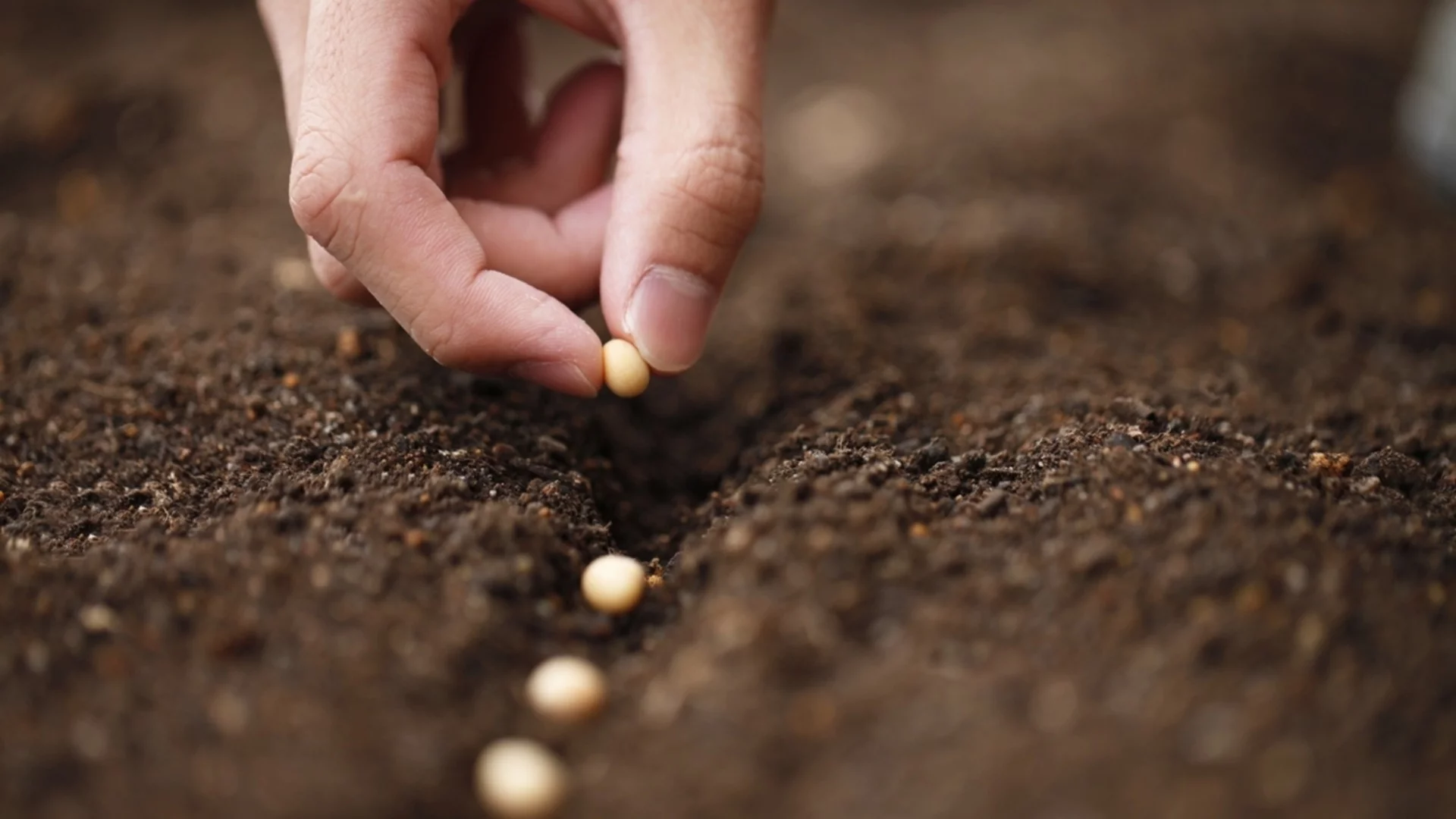 Какво става при твърде ранното засаждане на семена