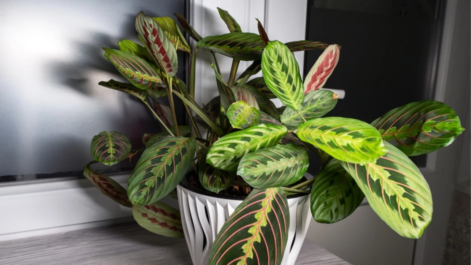 Как лесно да размножите молитвено растение