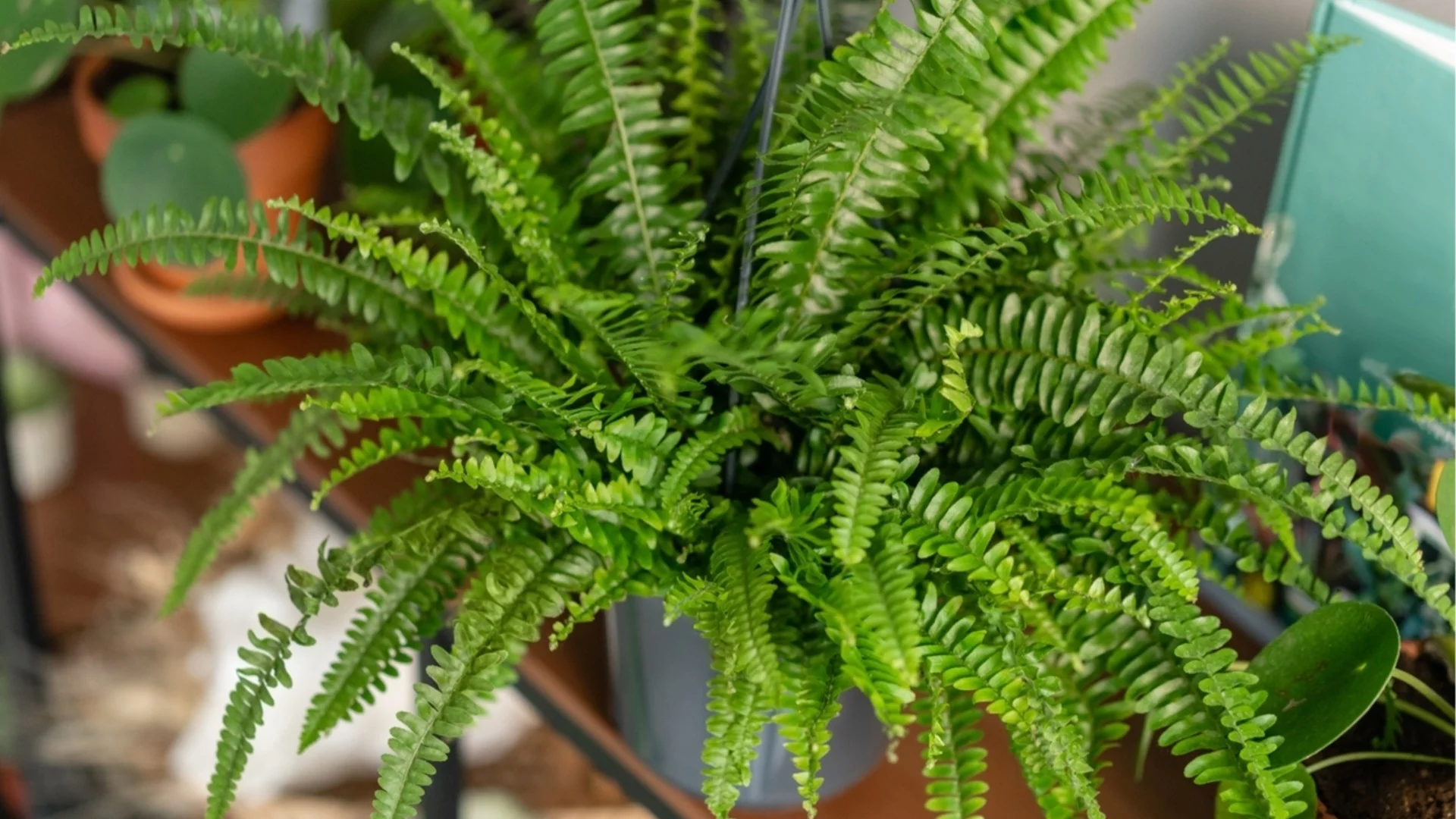 Стайното растение, което вирее във влажни зони на вашия дом и има прекрасен лимонов аромат