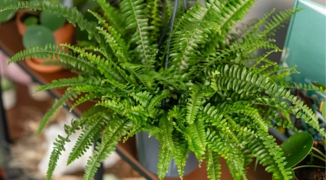 Стайното растение, което вирее във влажни зони на вашия дом и има прекрасен лимонов аромат