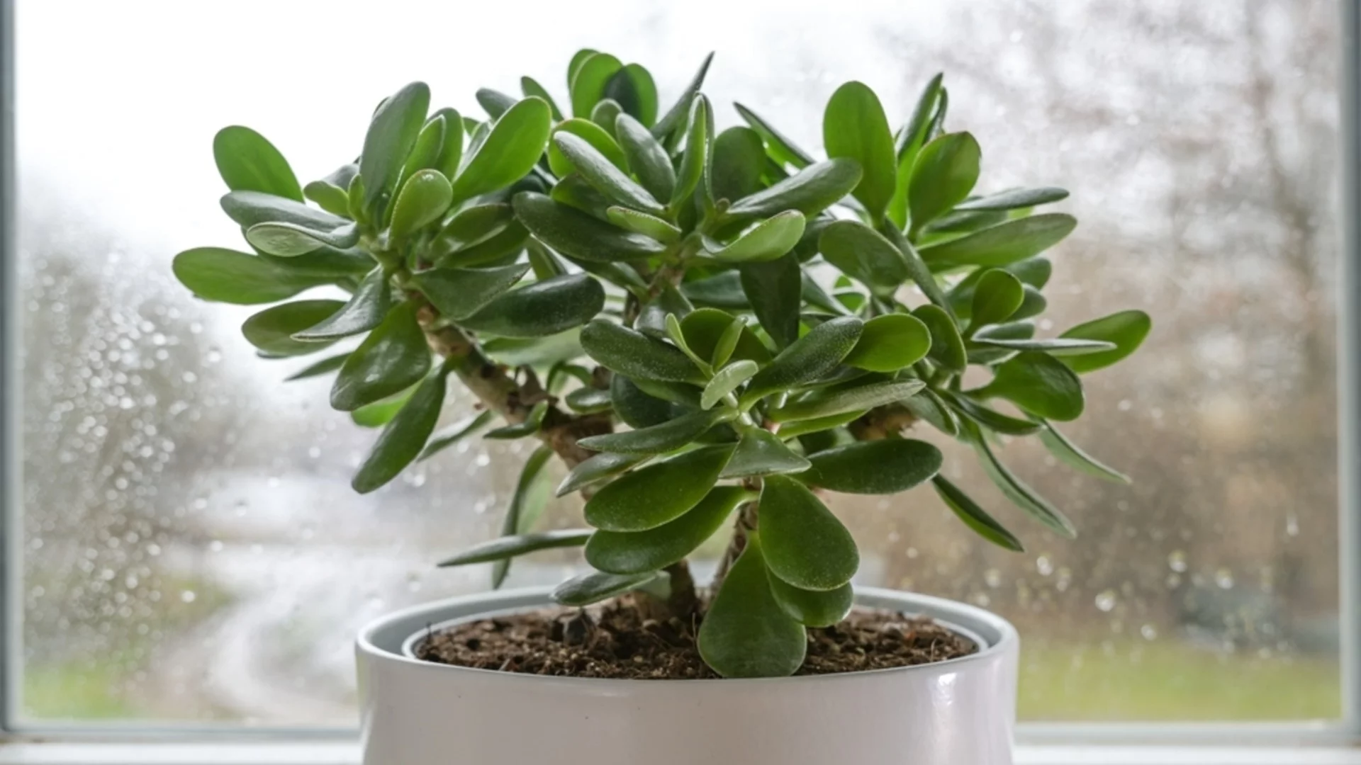 Как да отглеждаме нови нефритени растения от резници