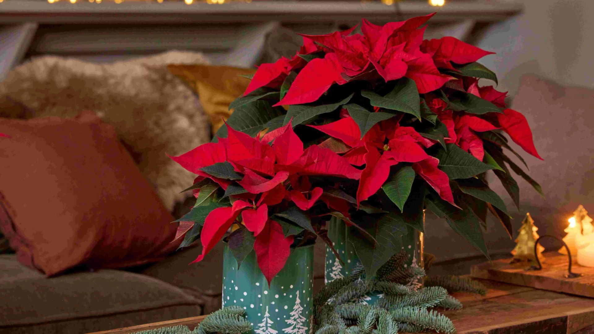 Могат ли коледните звезди да се засаждат навън?