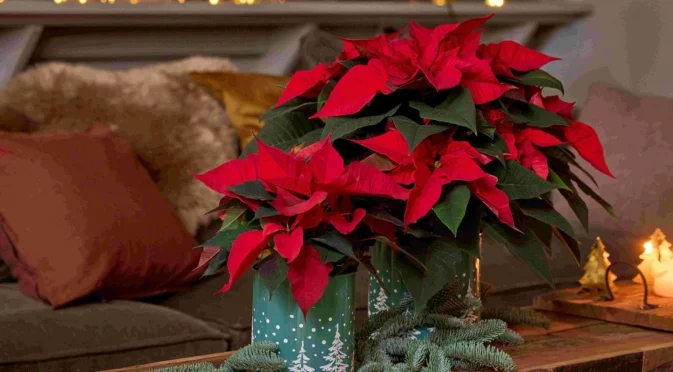 Могат ли коледните звезди да се засаждат навън?