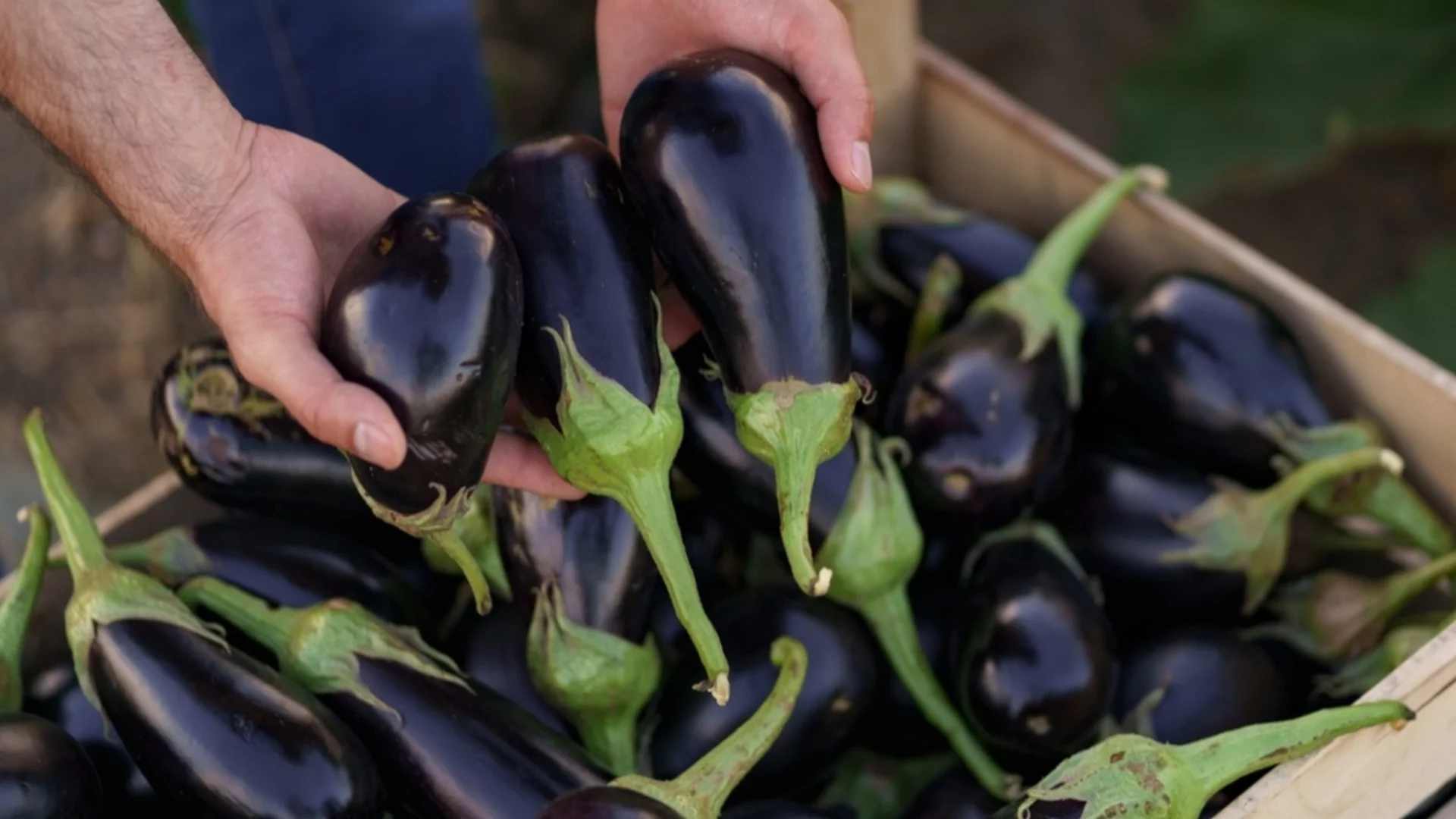 Компактни сортове патладжан, които са лесни за отглеждане в саксия