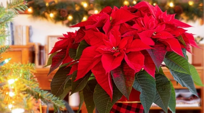 7 грешки с коледната звезда, които ще съкратят живота ѝ