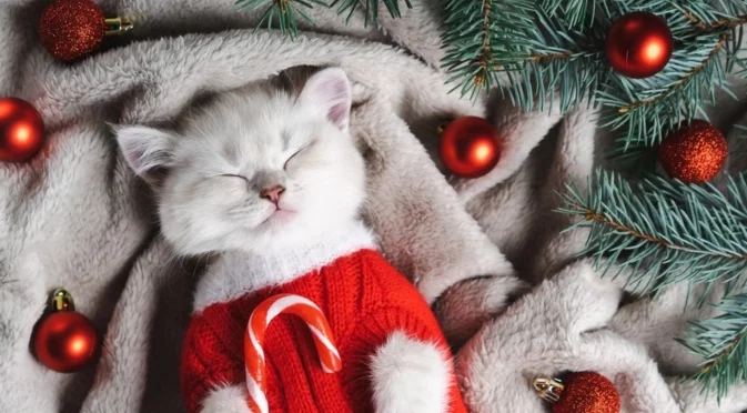 Месечна прогноза за времето за януари 2026 г. 