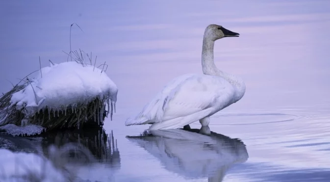 Мъжкият не изоставил любимата си и чакал смъртта с нея: Спасиха двойка лебеди в замръзнало езеро (ВИДЕО)