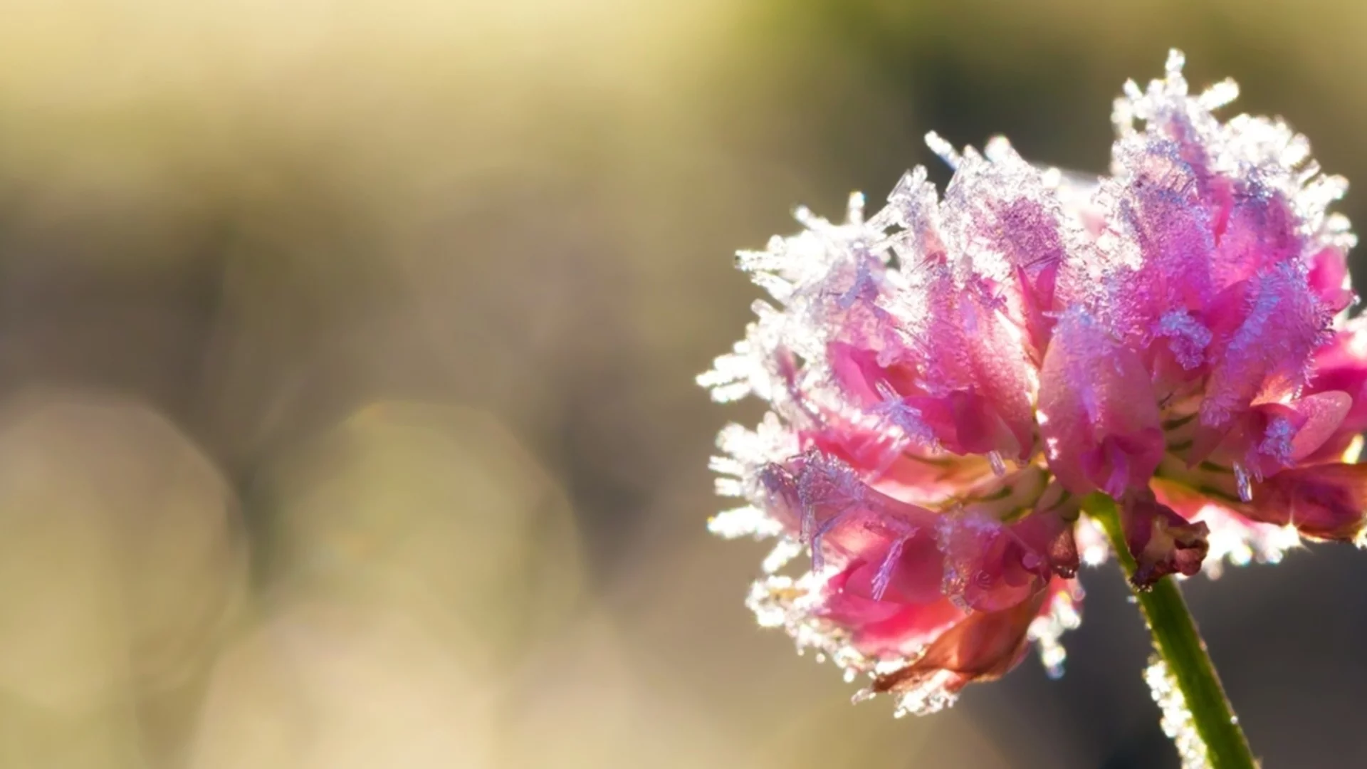 Идва топлият въздух: Прогнозата на проф. Георги Рачев