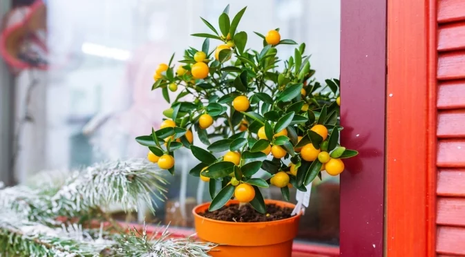 Лимоновото дръвче спира да расте? Не се плаши — то просто иска зимен покой и правилна светлина