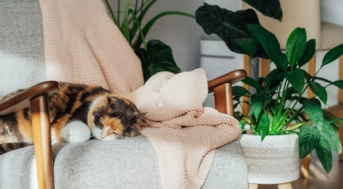 Прогноза за времето - 4 януари 2026 г. (неделя)