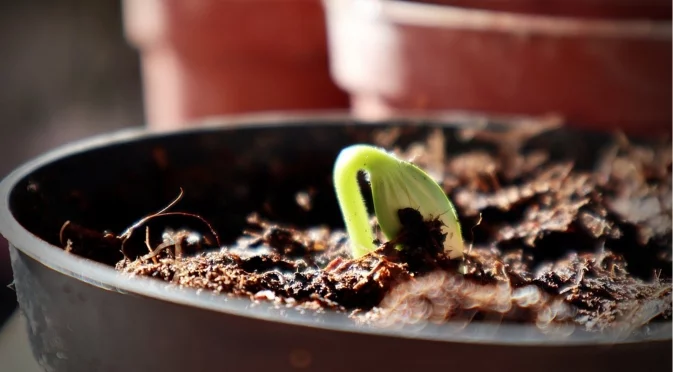 Защо растенията не усвояват тор през зимата