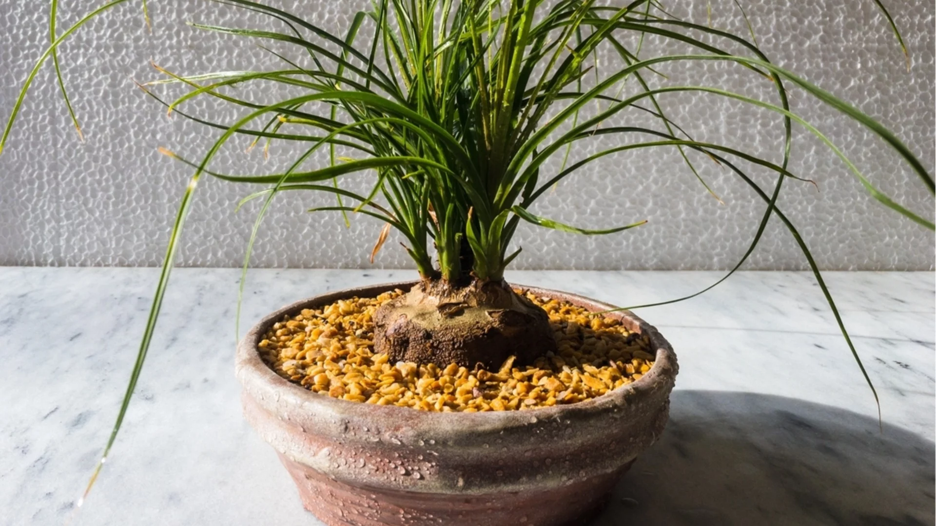 Стайното растение, което ще вирее в най-топлите части на вашия дом  