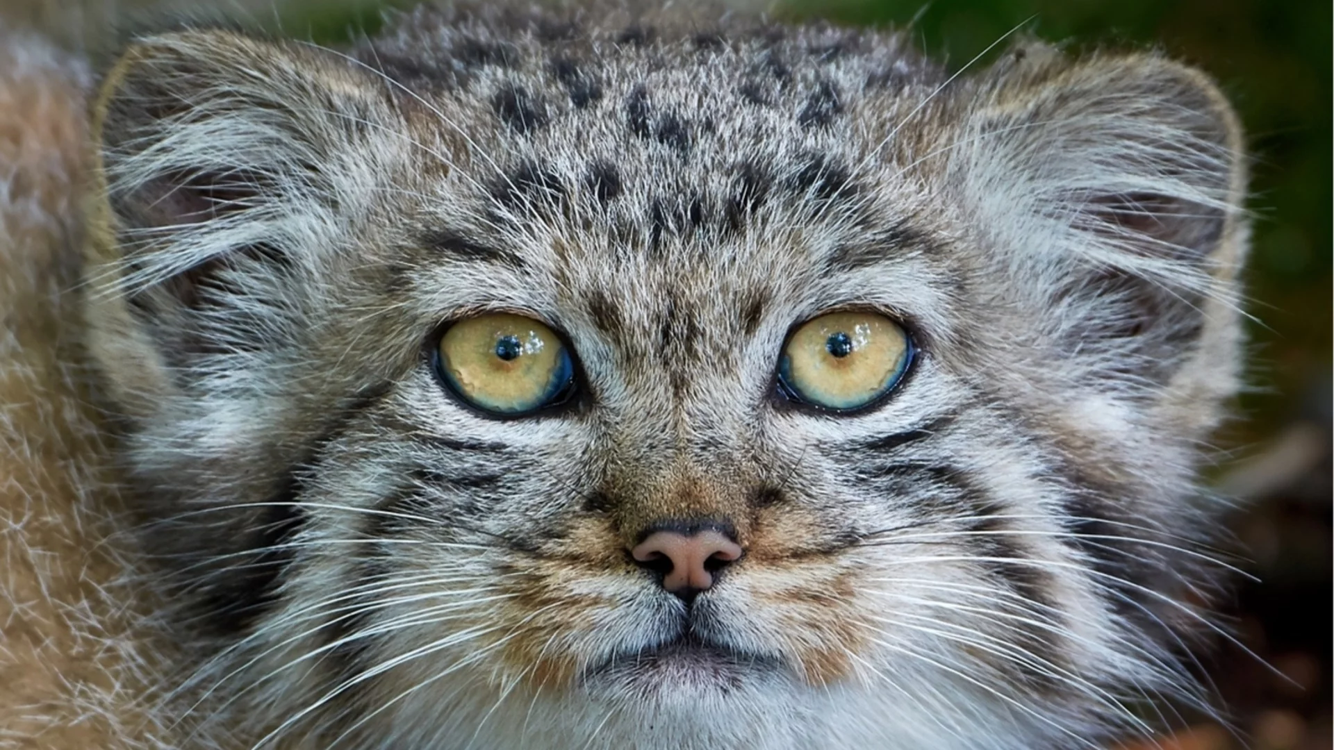 Манул - далечните роднини на леопарда, носещи името на знаменит учен