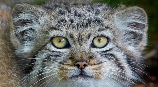 Манул - далечните роднини на леопарда, носещи името на знаменит учен