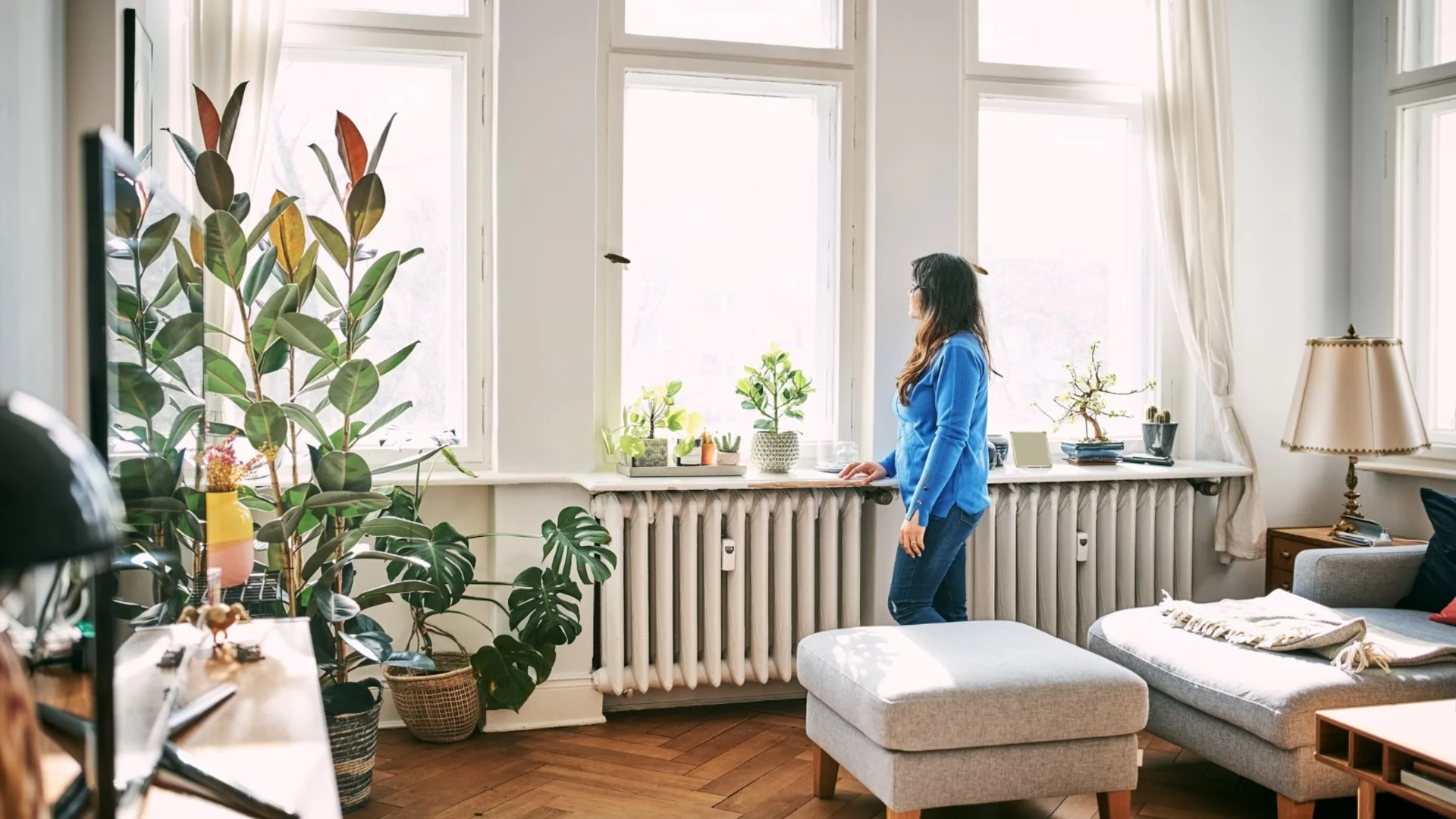 4 стайни растения, които цъфтят през зимата до радиатори