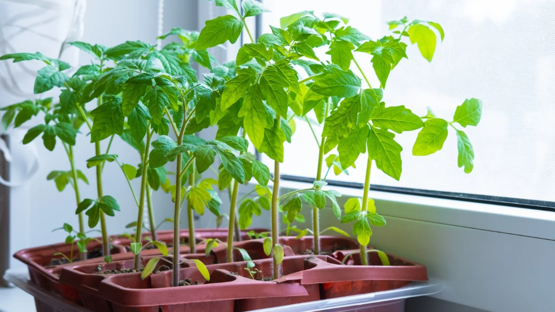 Тайната на здравия разсад от домати: 2 съставки ще ви донесат желаната реколта