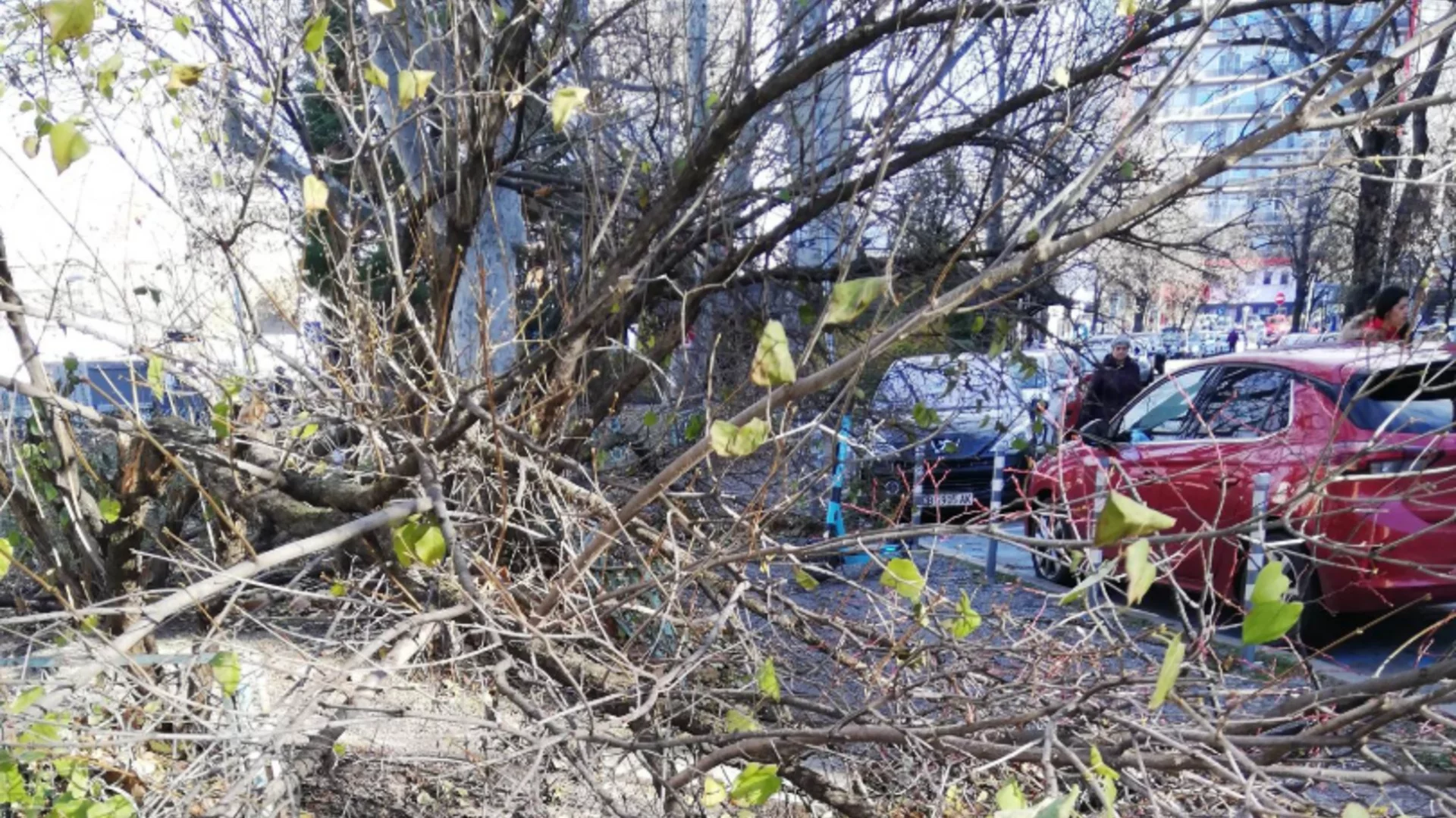 Заради силния вятър: Паднали клони и висящи ламарини в Перник