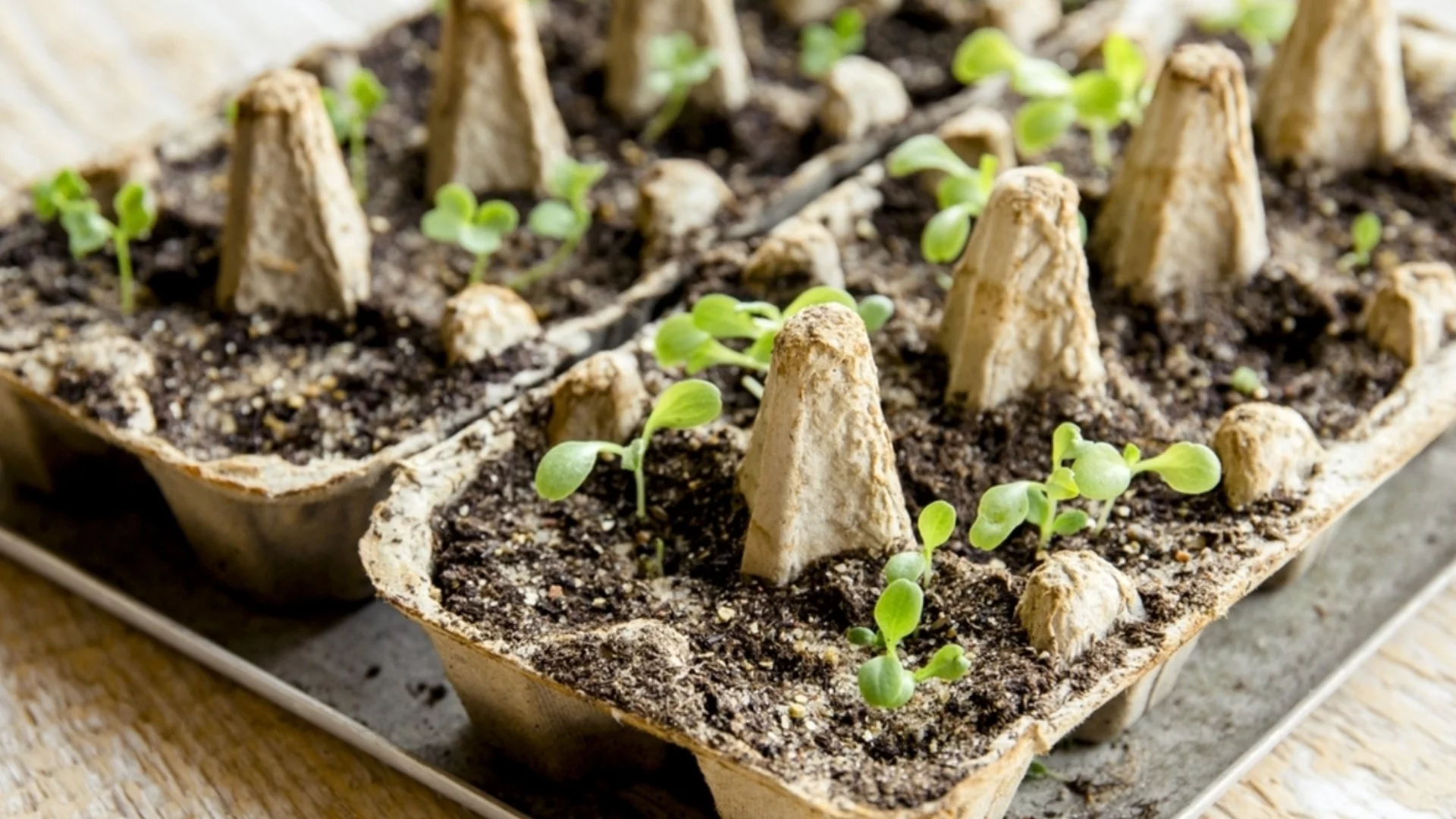 Какво да НЕ сеем през януари: Често срещани грешки при зимна сеитба 