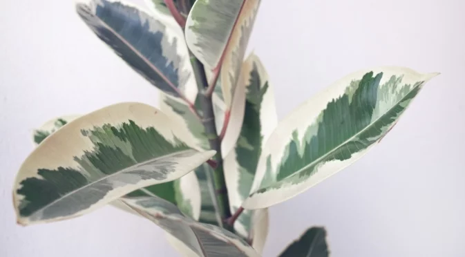 Това растение ще донесе късмет и щастие в дома ви