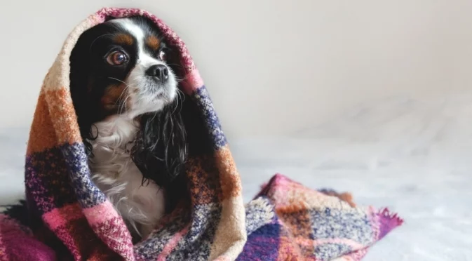 19° през януари! Времето утре - 6 януари 2026 г. 