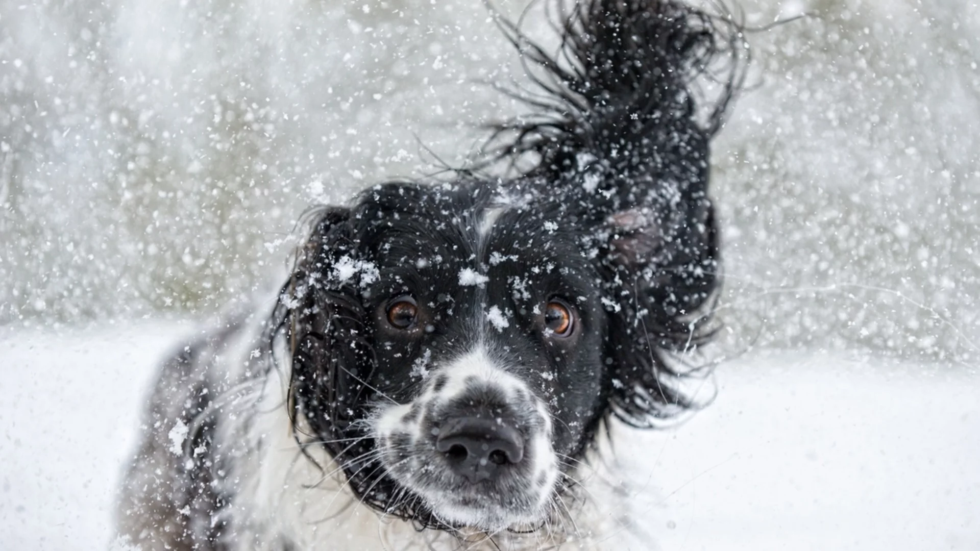 След 20-ти януари: Зимата ще запее своята зла песен за 3 зодии