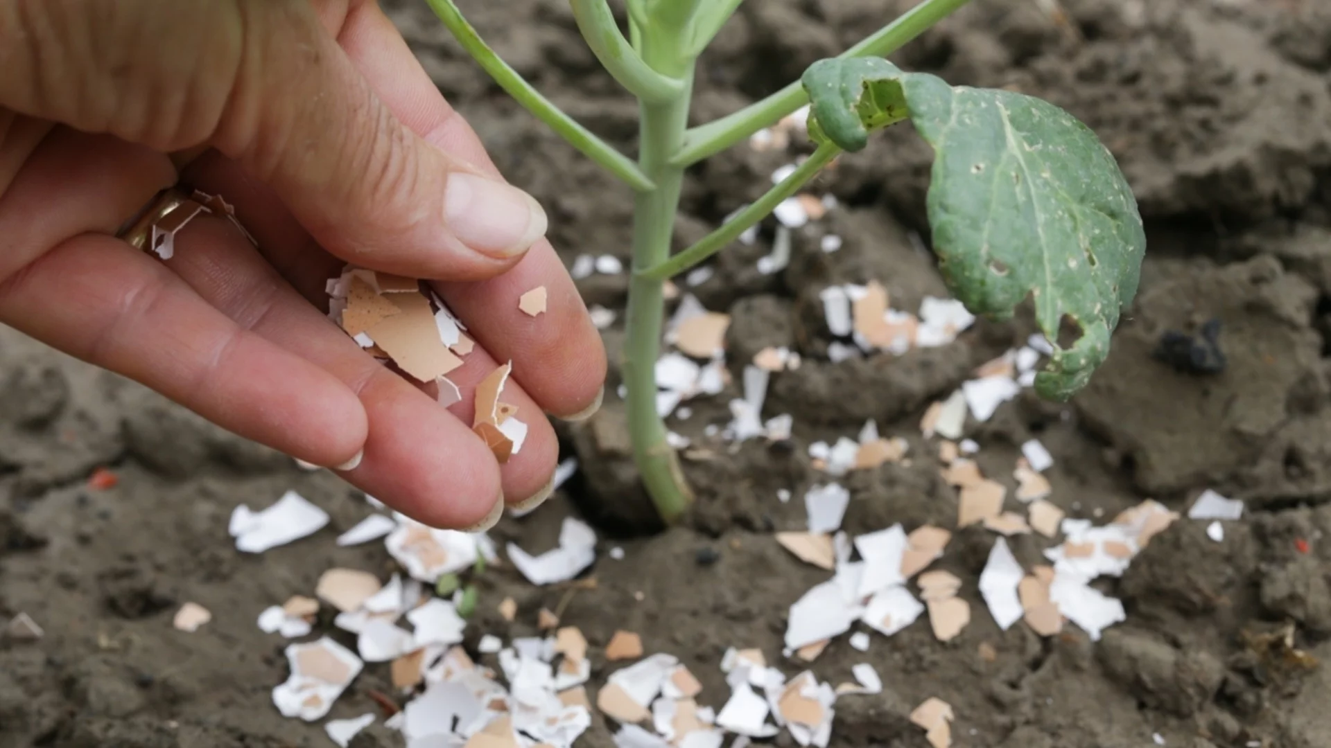 Само така е правилно да използвате черупки от яйца в градината си