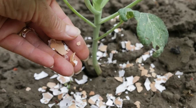 Само така е правилно да използвате черупки от яйца в градината си