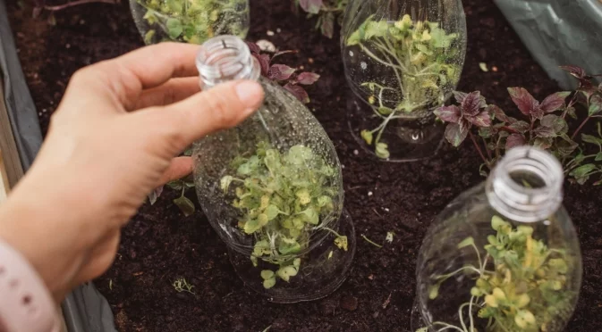 Зимна сеитба в бутилки: Пълно ръководство за начинаещи