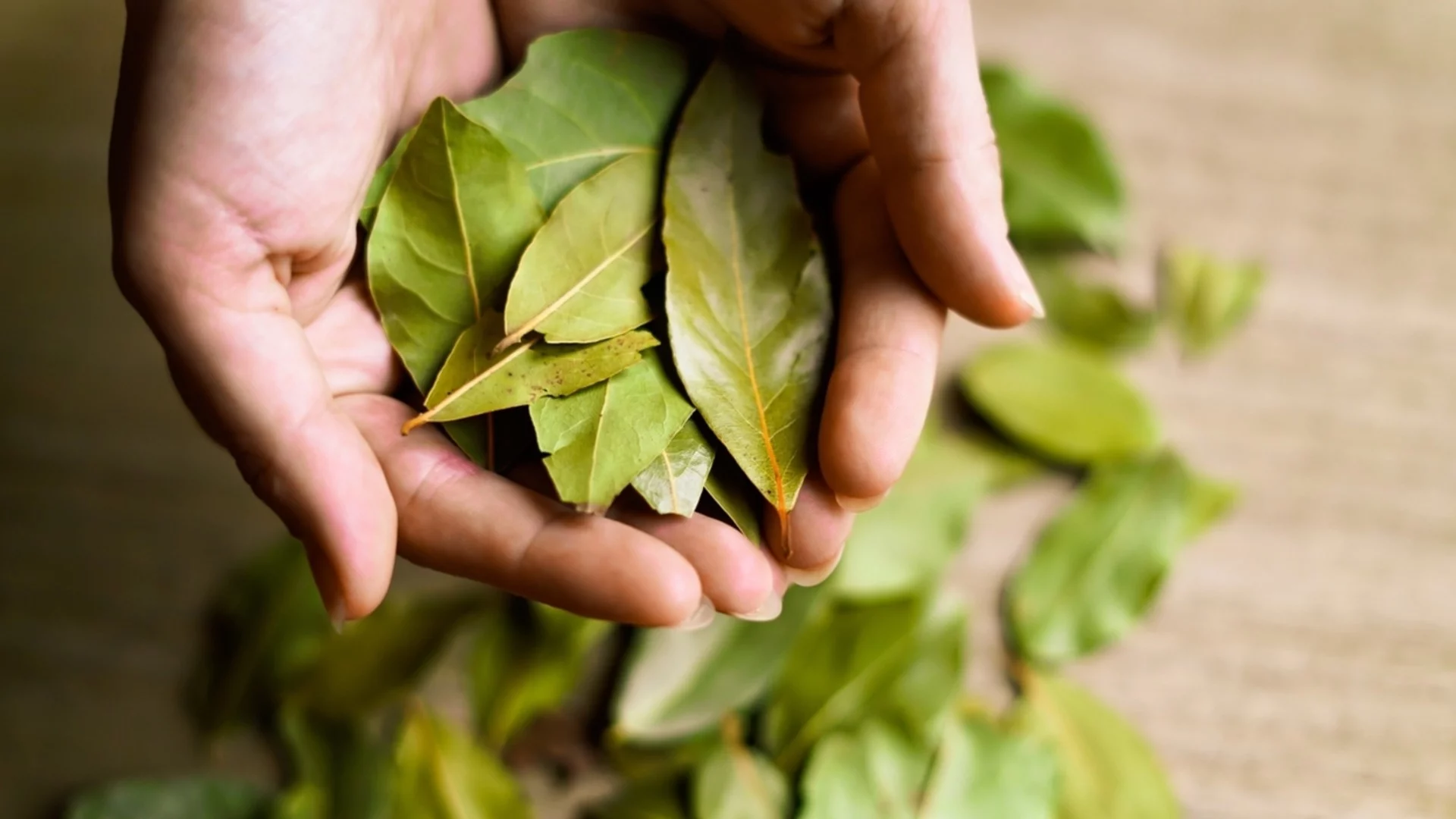 Кога се слага дафинов лист в зимните ястия за максимален аромат