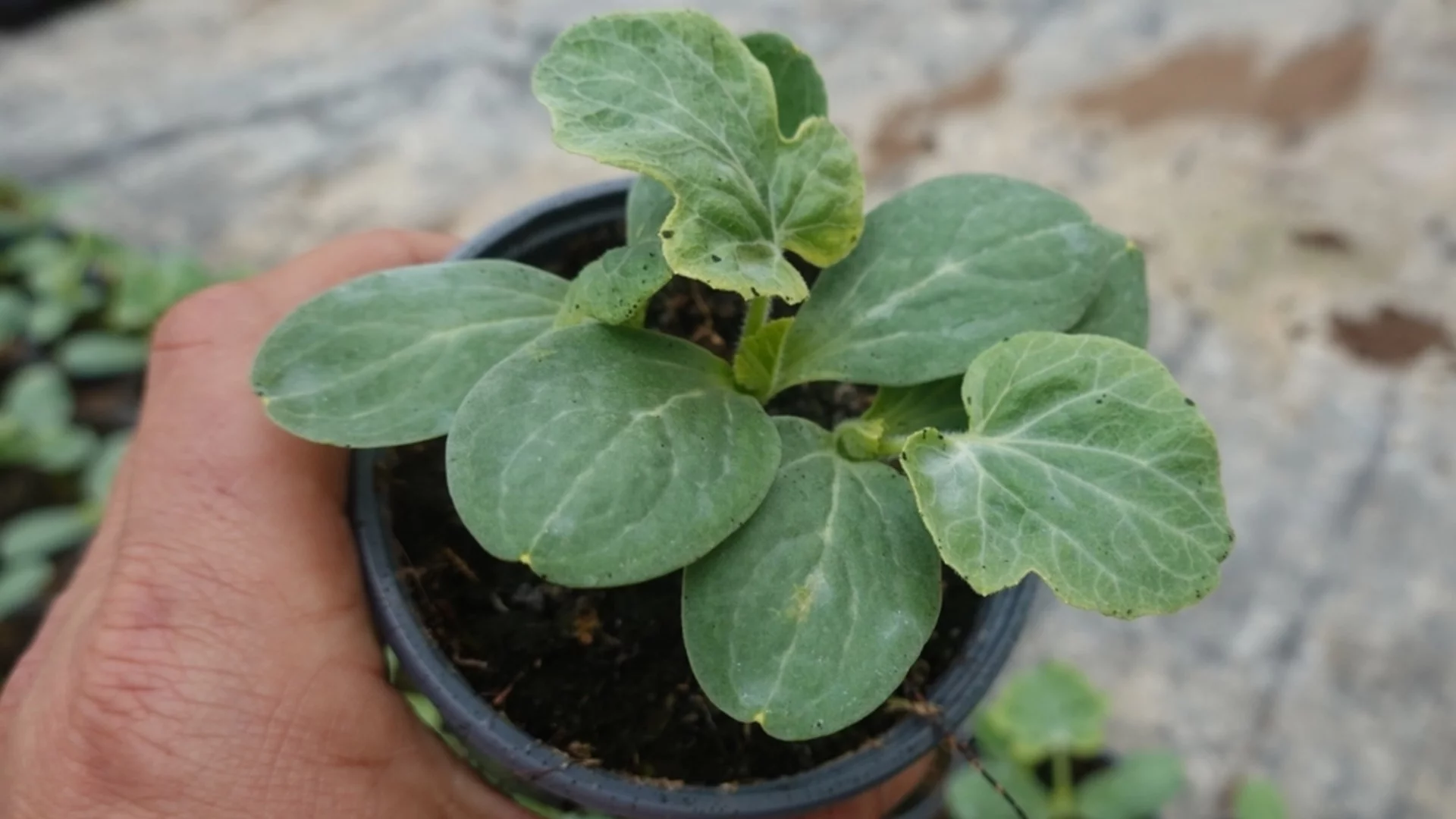 Сортове зимни тикви, които можете да отглеждате в саксия