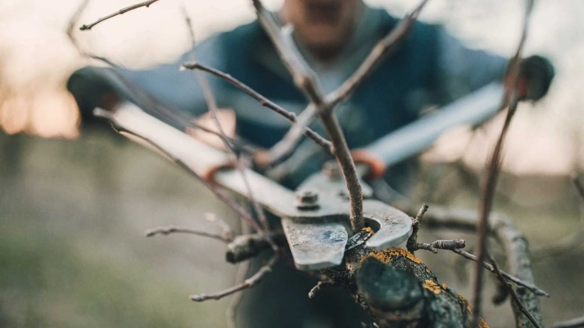 6 неща, които трябва да направите в градината си още през януари