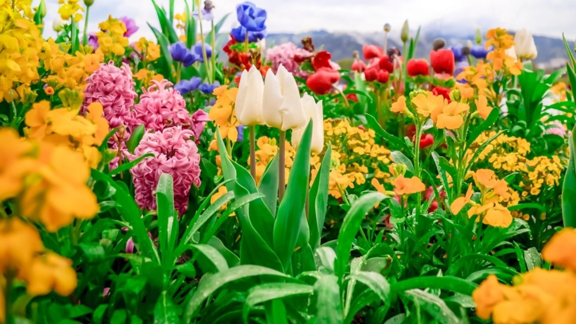 Пролетното цвете, което можете да отглеждате през зимата за по-дълготрайни цъфтежи  