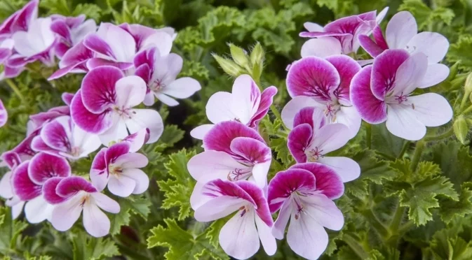 Мушкатото през януари: колко често трябва да се полива, за да не загние