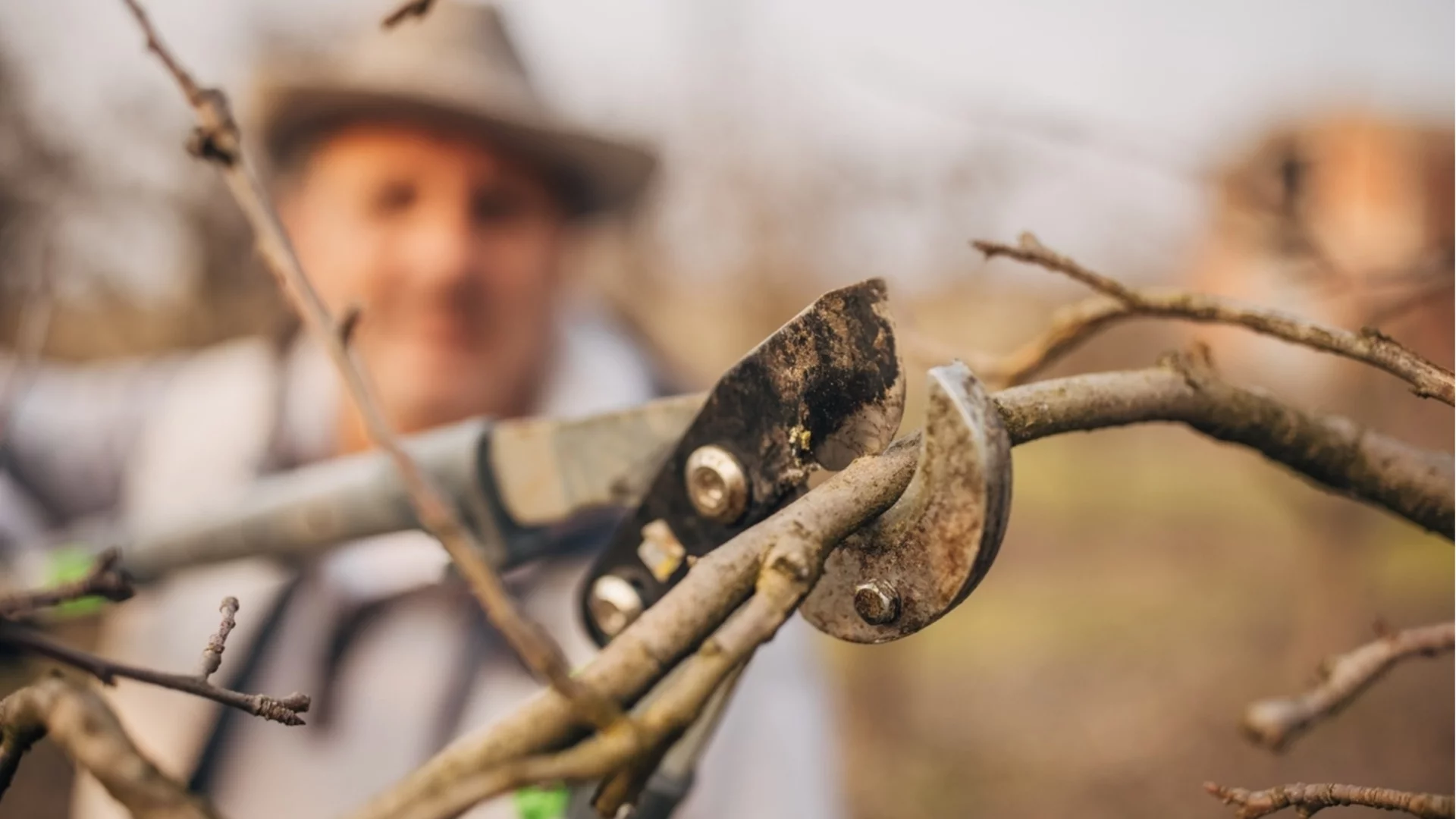Януарска резитба на овошки: кои дървета може да се подрязват безопасно