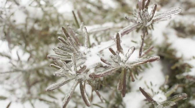 Как да подрежете розмарина през зимата