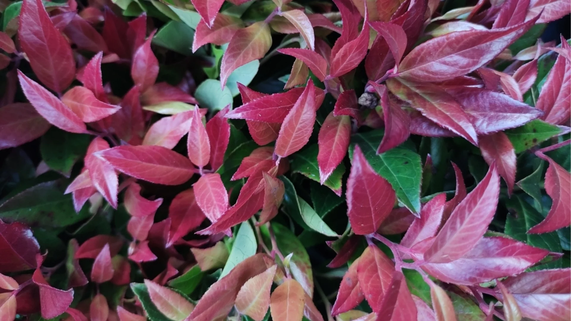 Компактен храст, който вирее на сянка със зашеметяваща зеленина през цялата година  