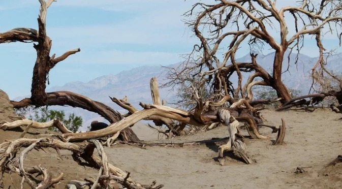 Откриха растение в Долината на смъртта, което може да спаси света