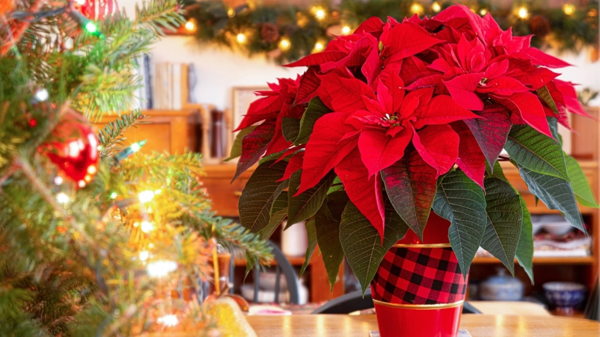 Коледната ви звезда умира? Ето най-честите грешки и как да я спасите