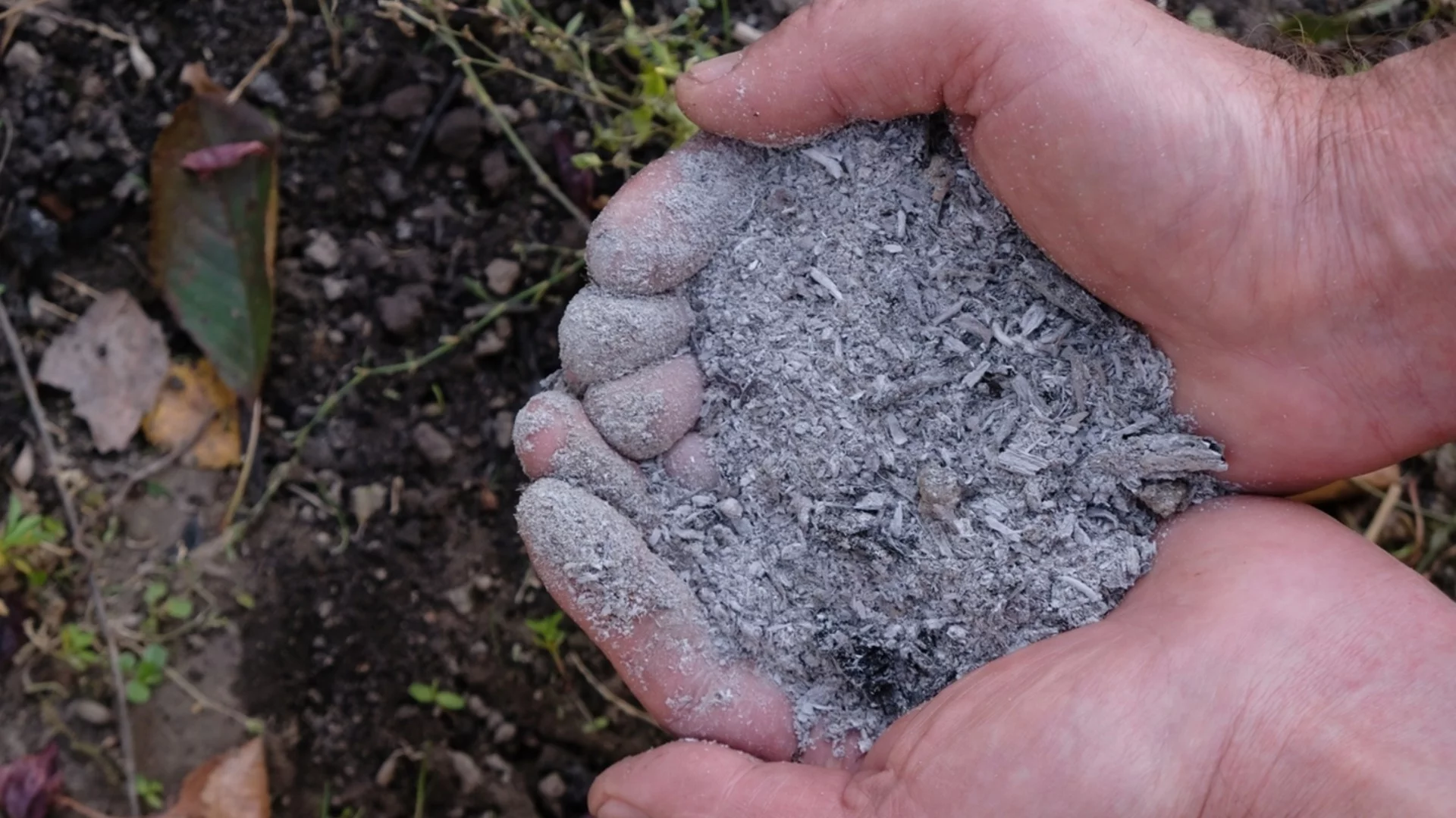 Как да наторите чушките през зимата с дървесна пепел