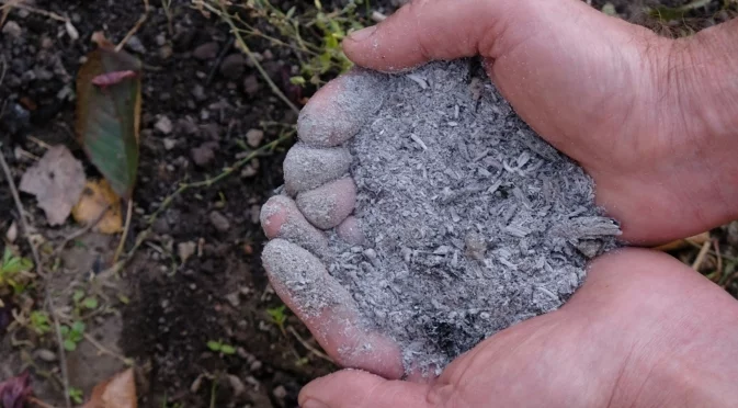 Как да наторите чушките през зимата с дървесна пепел