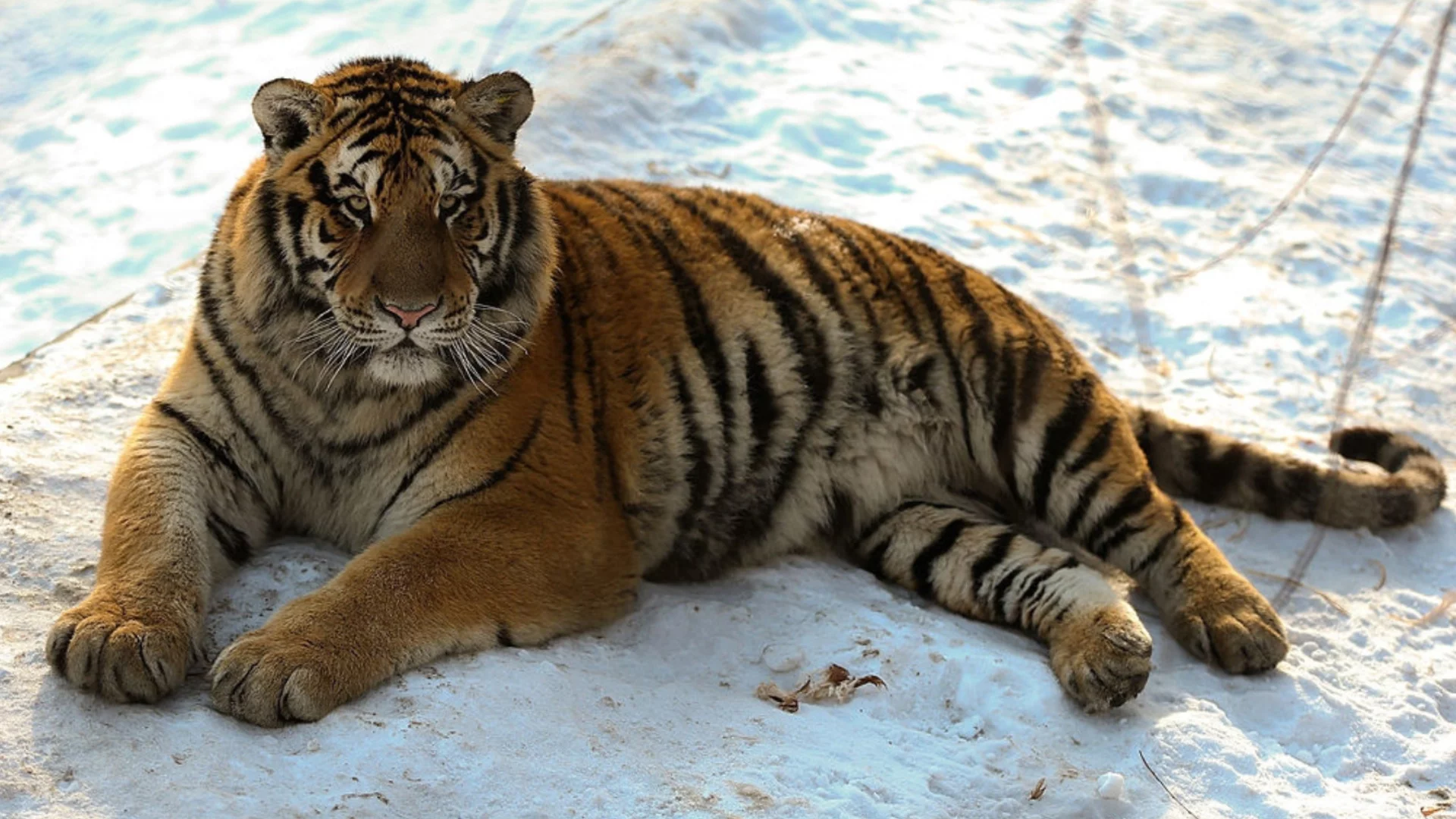 ВИДЕО: Тигър нападна мъж в Русия, докато чисти колата си - последствията от лъжите с ИИ