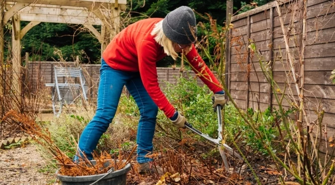 Хормон за вкореняване, скрит във вашия двор