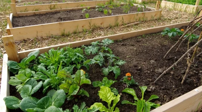 Как да подготвим лехите за ранни култури още през януари