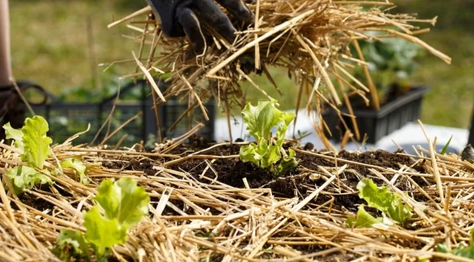 Борова слама срещу мулч: Кое е по-подходящо за градината ви?