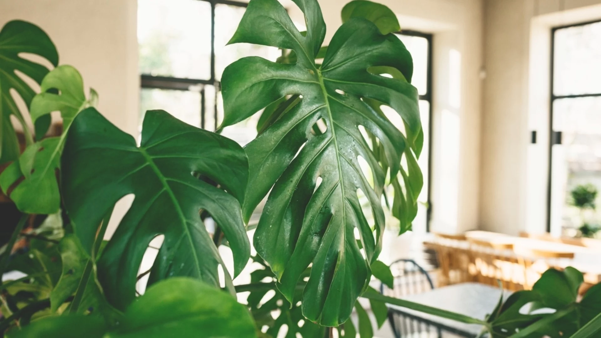 Екзотичен сорт монстера, който можете да отглеждате като стайно растение  